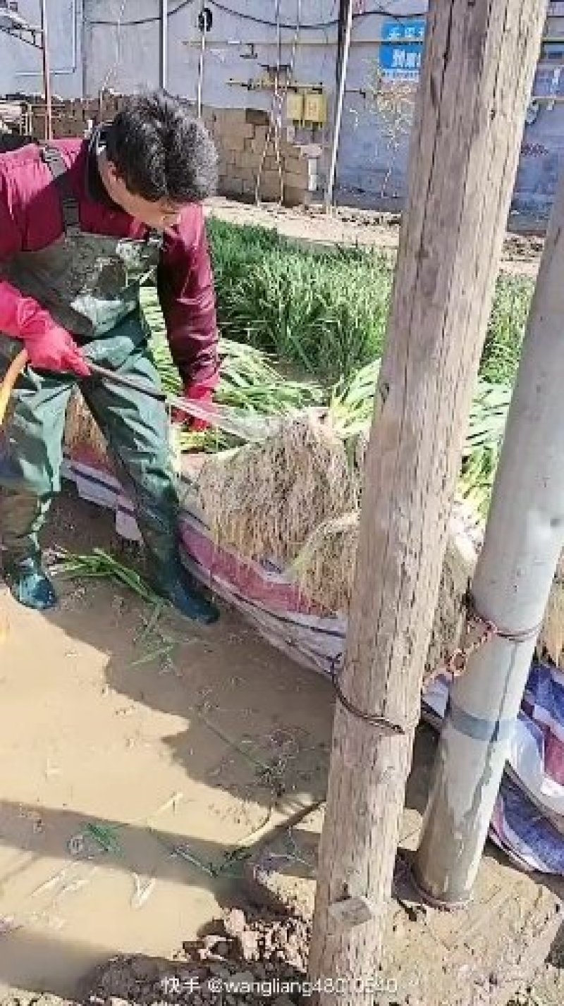 红根杂交蒜苗！红根四六瓣蒜苗四月五号上市！产地直供