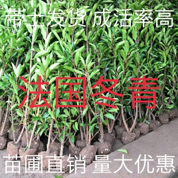 法国冬青庭院绿化树苗篱笆冬青珊瑚苗四季常青围墙树苗篱笆苗