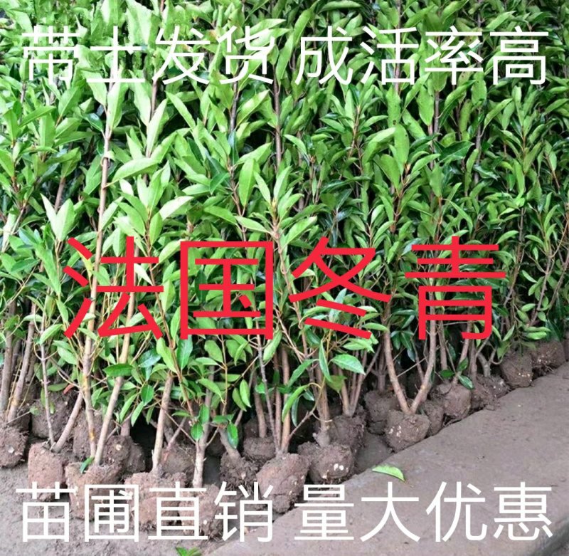 法国冬青庭院绿化树苗篱笆冬青珊瑚苗四季常青围墙树苗篱笆苗