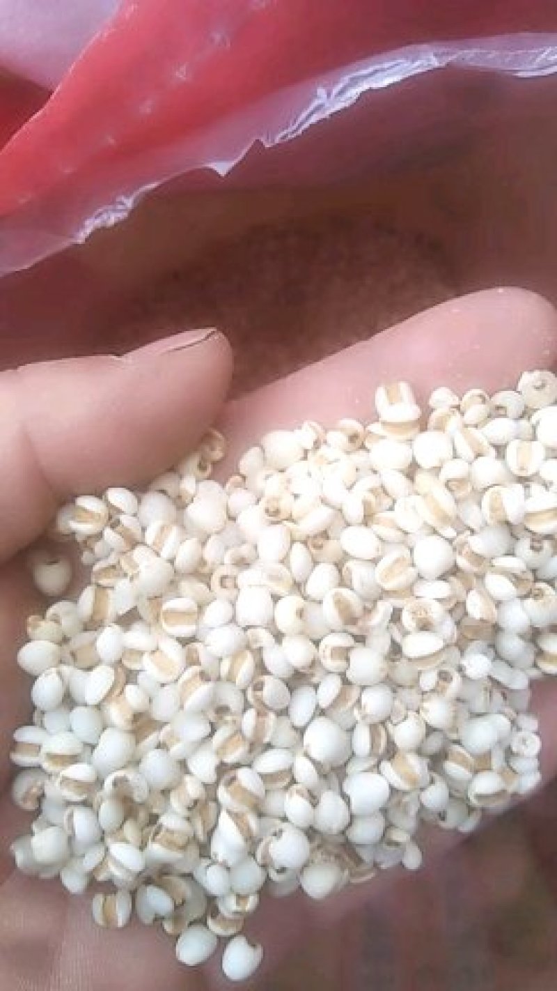 精品薏米仁，无沙粒，无霉子，无杂质，颗粒均，甜香型