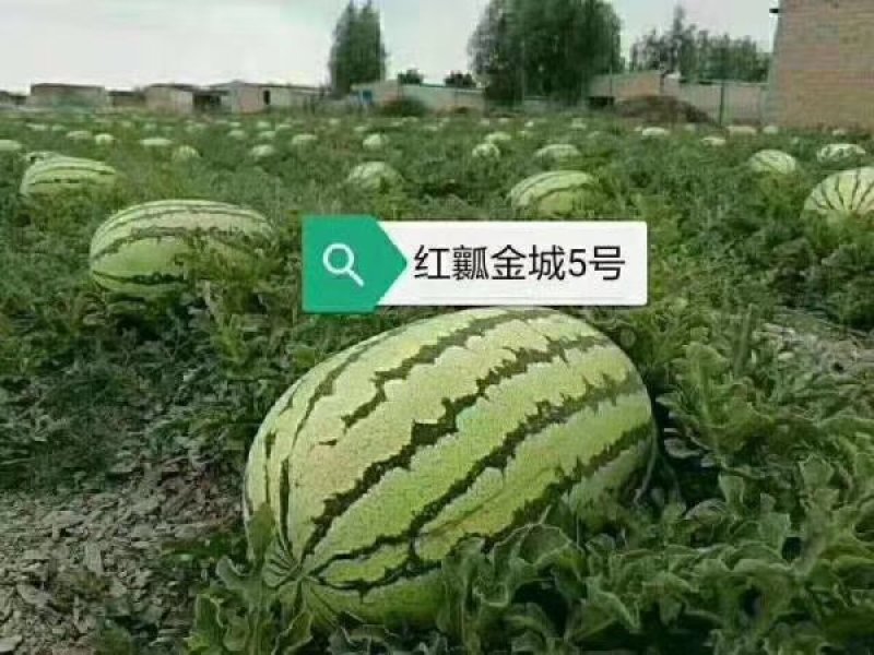 宁夏石头缝西瓜【中卫硒砂瓜】牛商精选原产地发货
