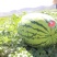 宁夏石头缝西瓜【中卫硒砂瓜】牛商精选原产地发货