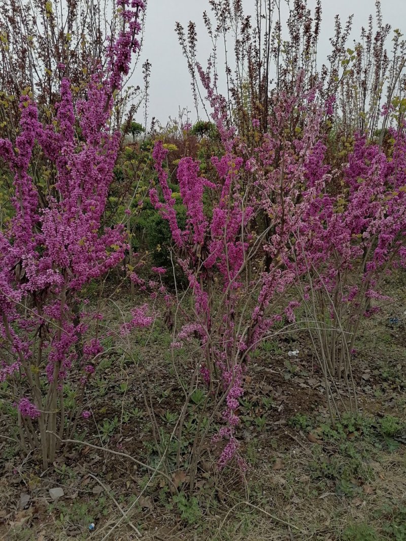 丛生紫荆
