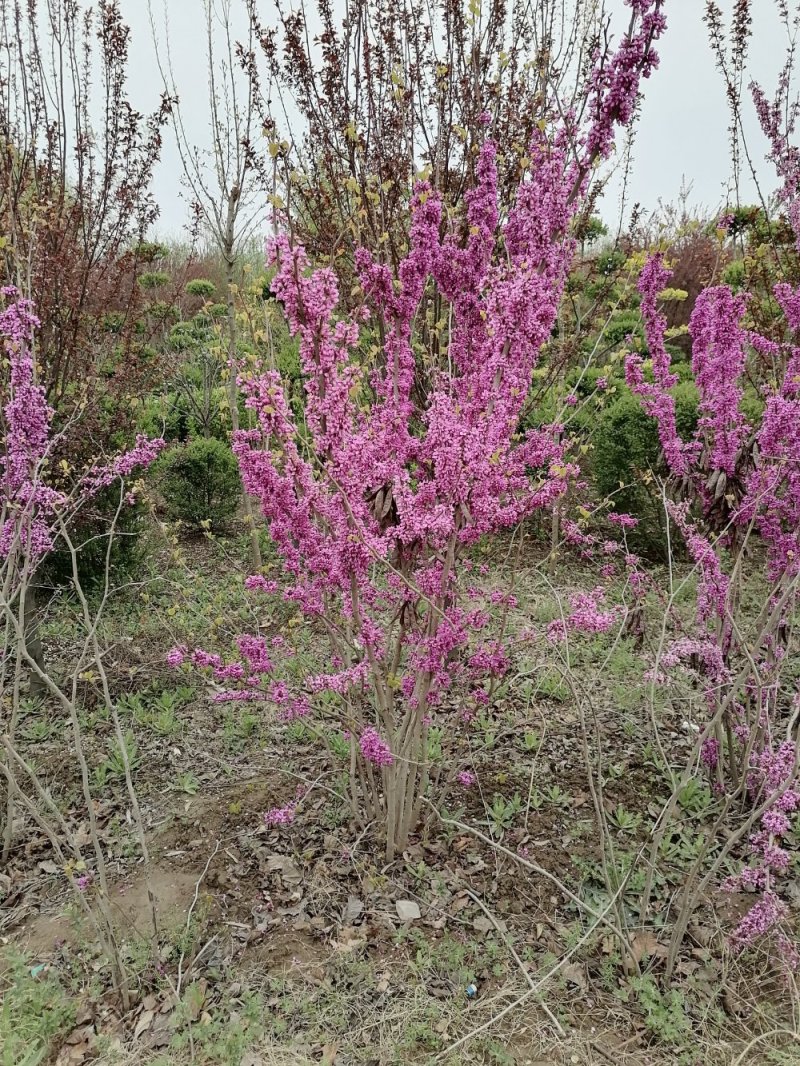 丛生紫荆
