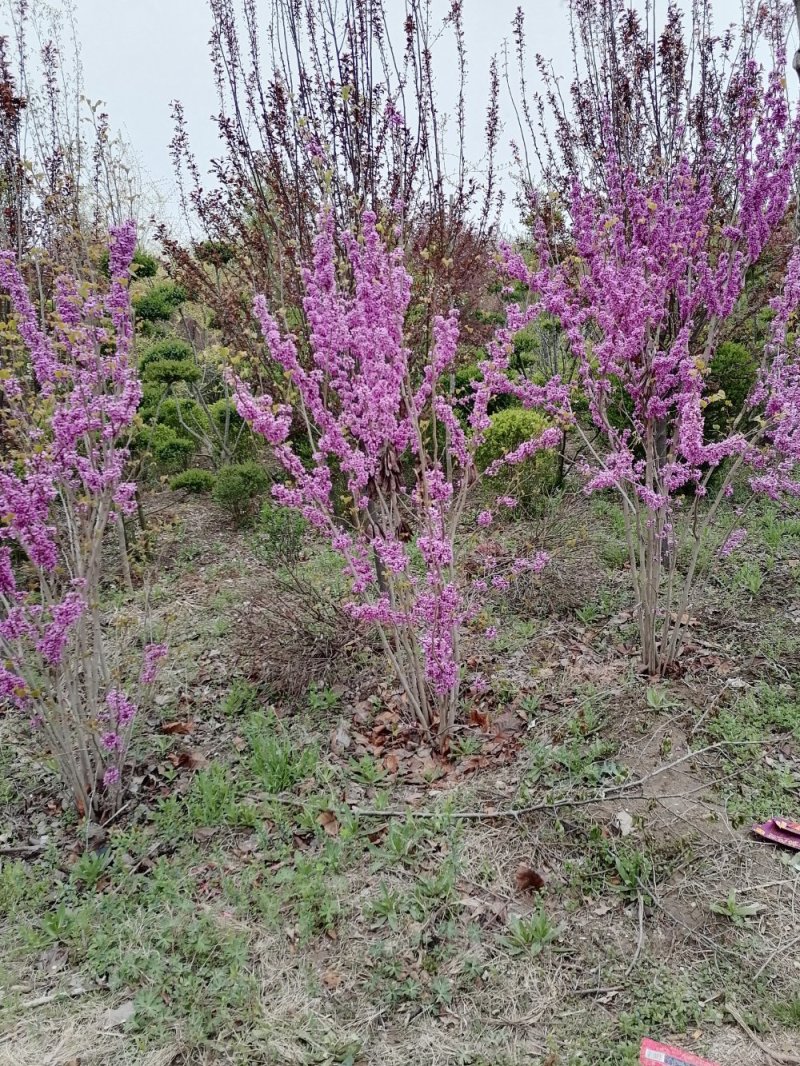 丛生紫荆