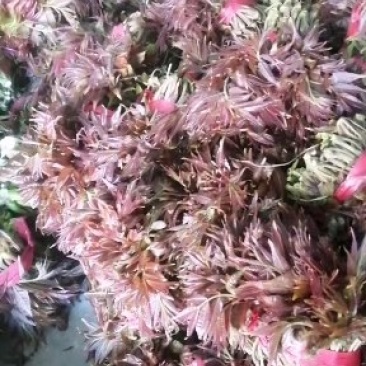 香椿芽露天红油香椿芽!!