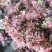 香椿芽露天红油香椿芽!!