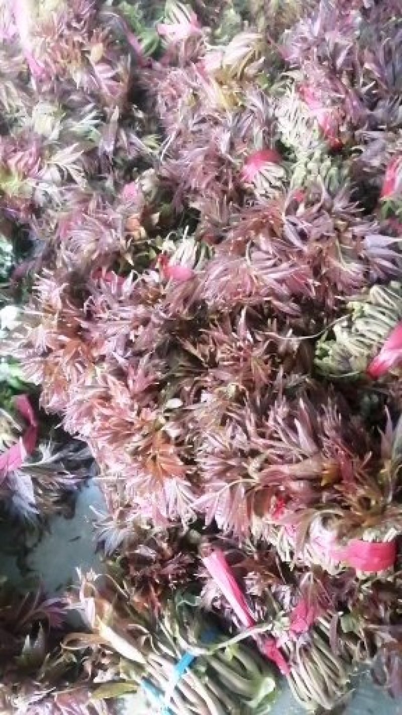 香椿芽露天红油香椿芽！！