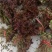 香椿芽露天红油香椿芽!!