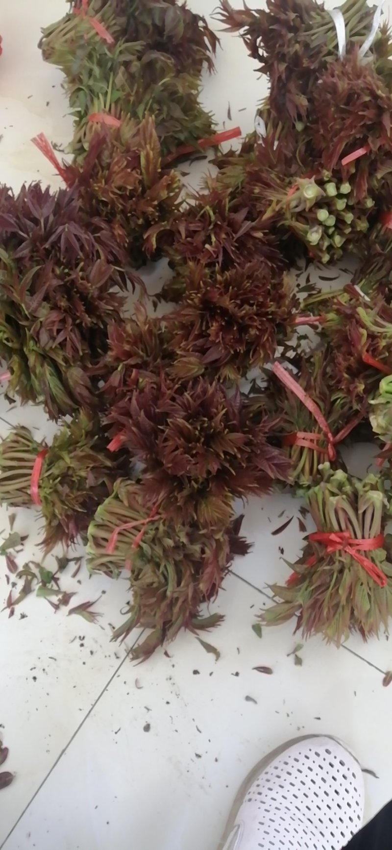 香椿芽露天红油香椿芽！！