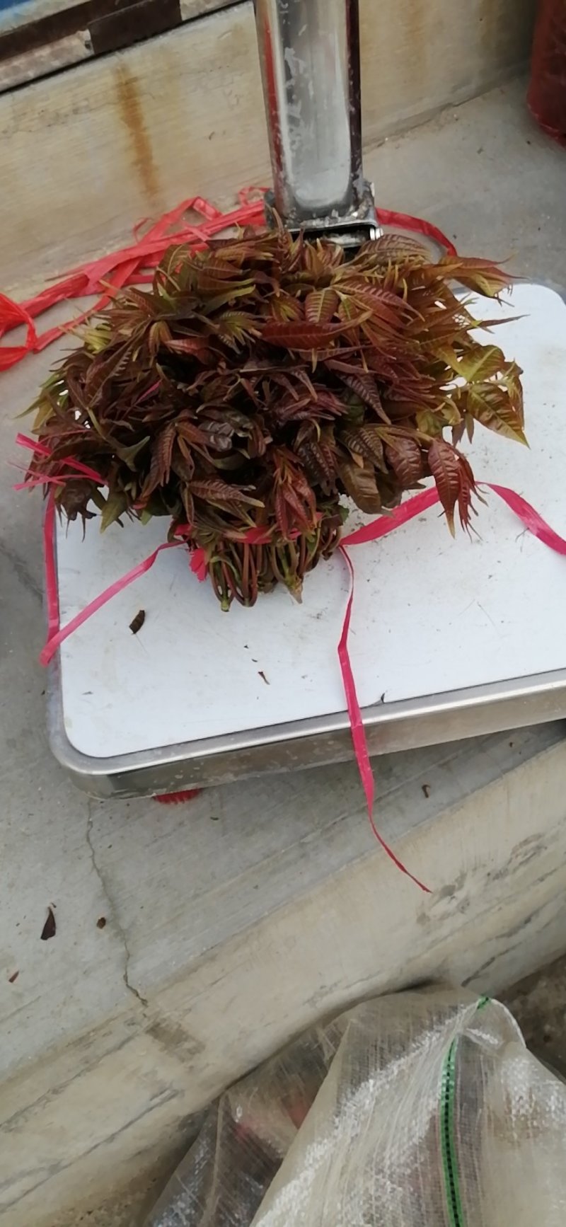 香椿芽露天红油香椿芽！！