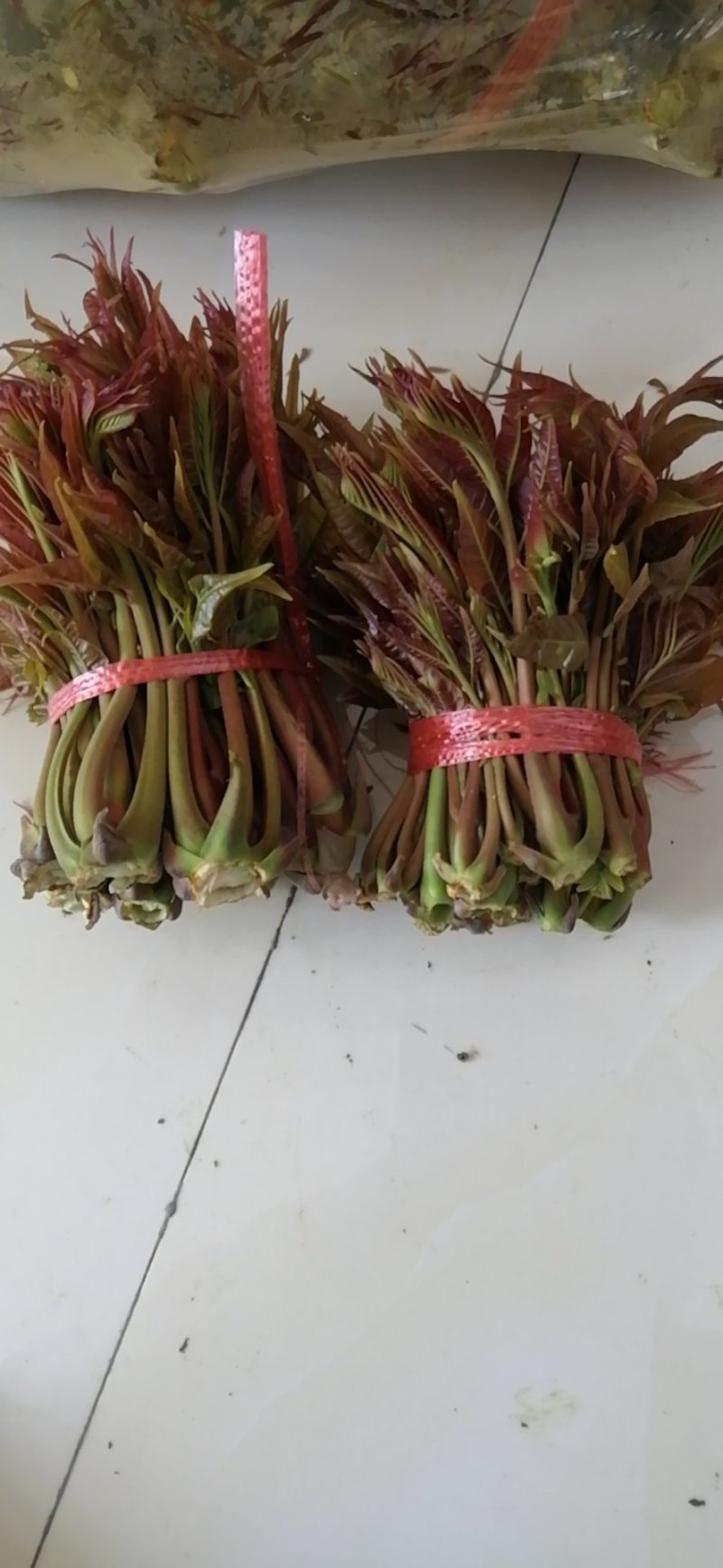 香椿芽露天红油香椿芽！！