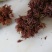 香椿芽露天红油香椿芽!!