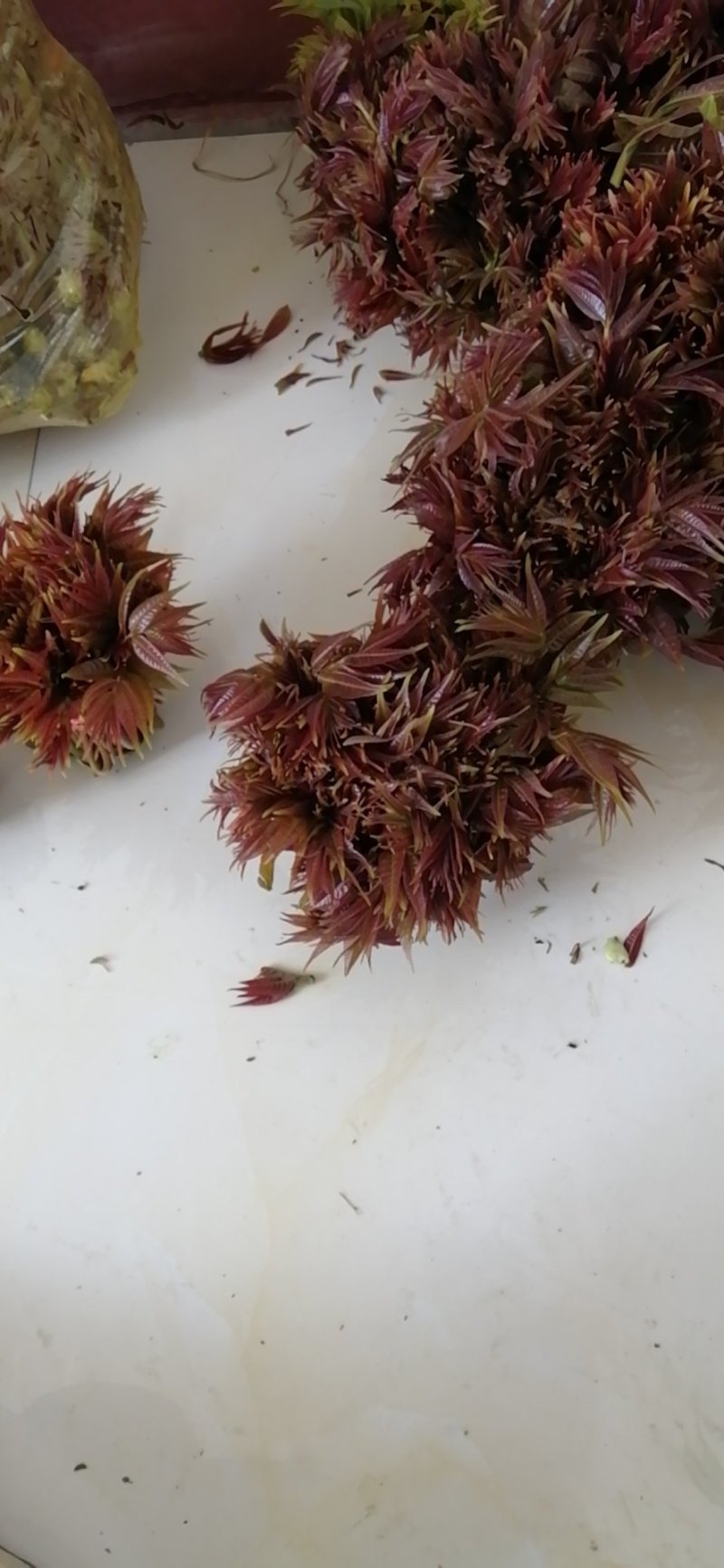香椿芽露天红油香椿芽！！