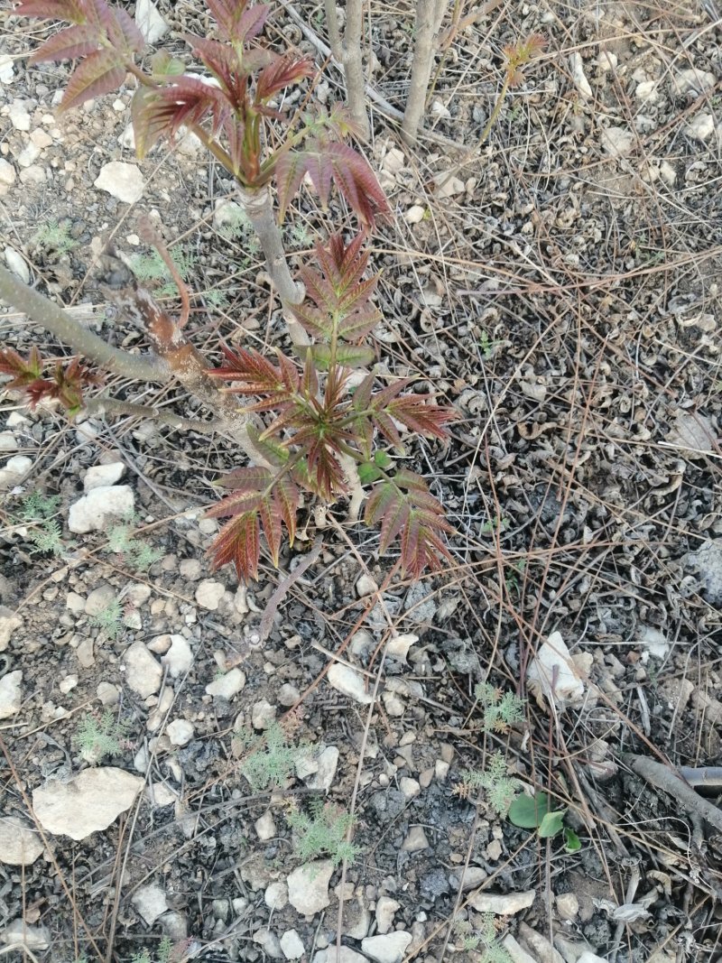 香椿芽露天红油香椿芽！！