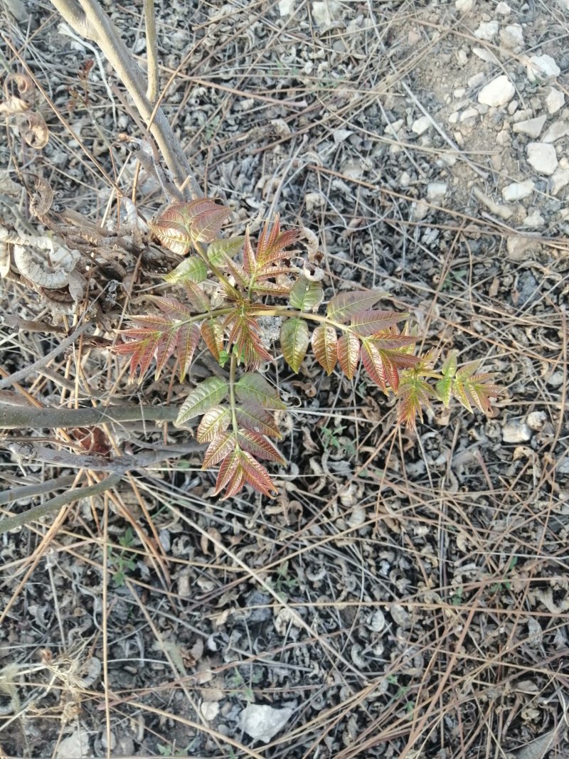香椿芽露天红油香椿芽！！