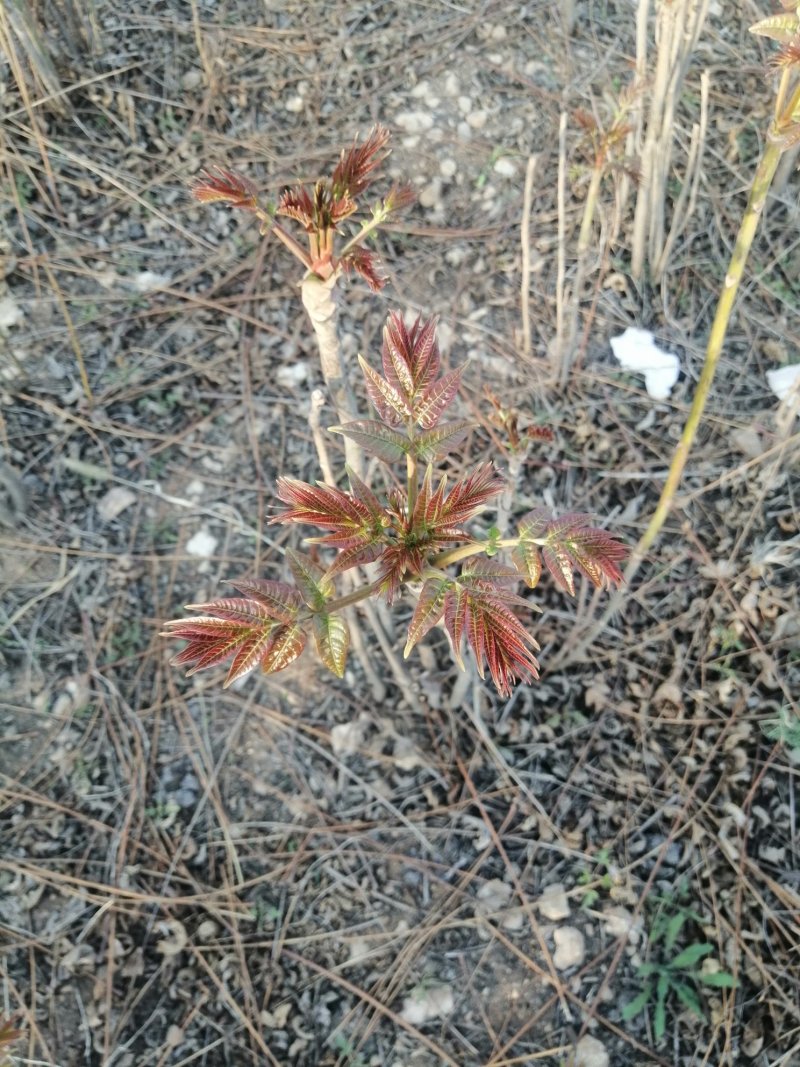 香椿芽露天红油香椿芽！！