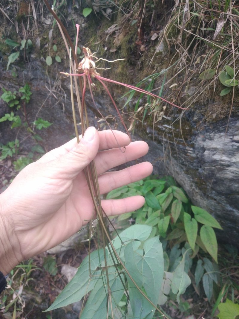 贵州原生态野生淫羊藿