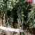 贵州野生中药材千层塔金不换虱子草宝塔花