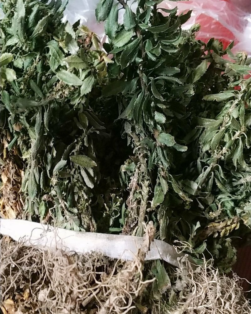 贵州野生中药材千层塔金不换虱子草宝塔花