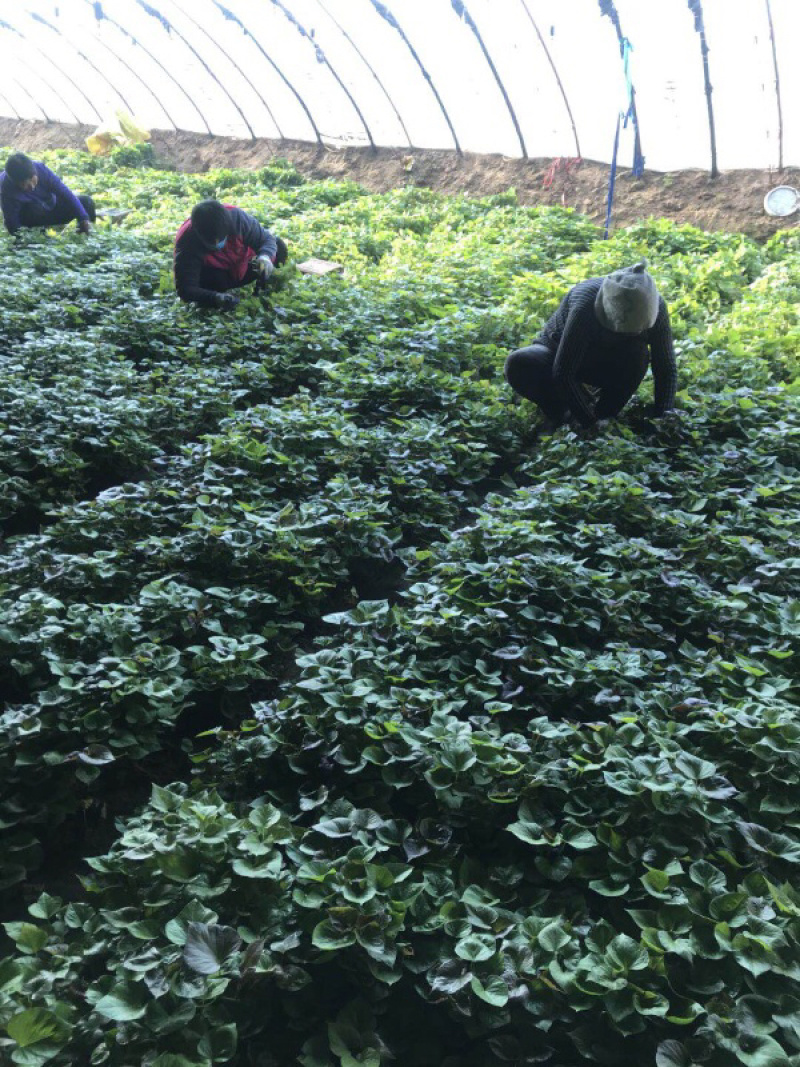 白哈密红薯苗、脱毒原种、白哈薯地瓜苗、白哈蜜、白蜜薯、