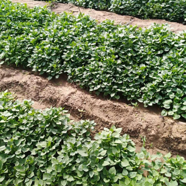 白哈密红薯苗、脱毒原种、白哈薯地瓜苗、白哈蜜、白蜜薯、