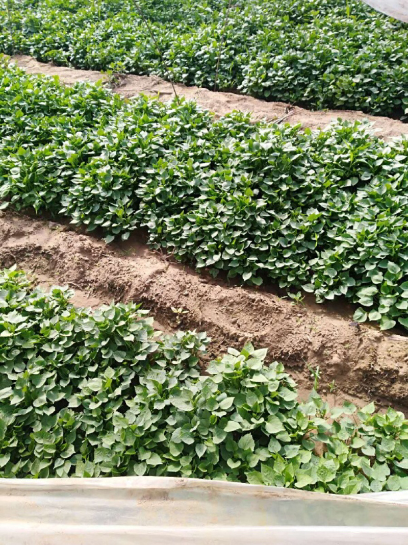白哈密红薯苗、脱毒原种、白哈薯地瓜苗、白哈蜜、白蜜薯、