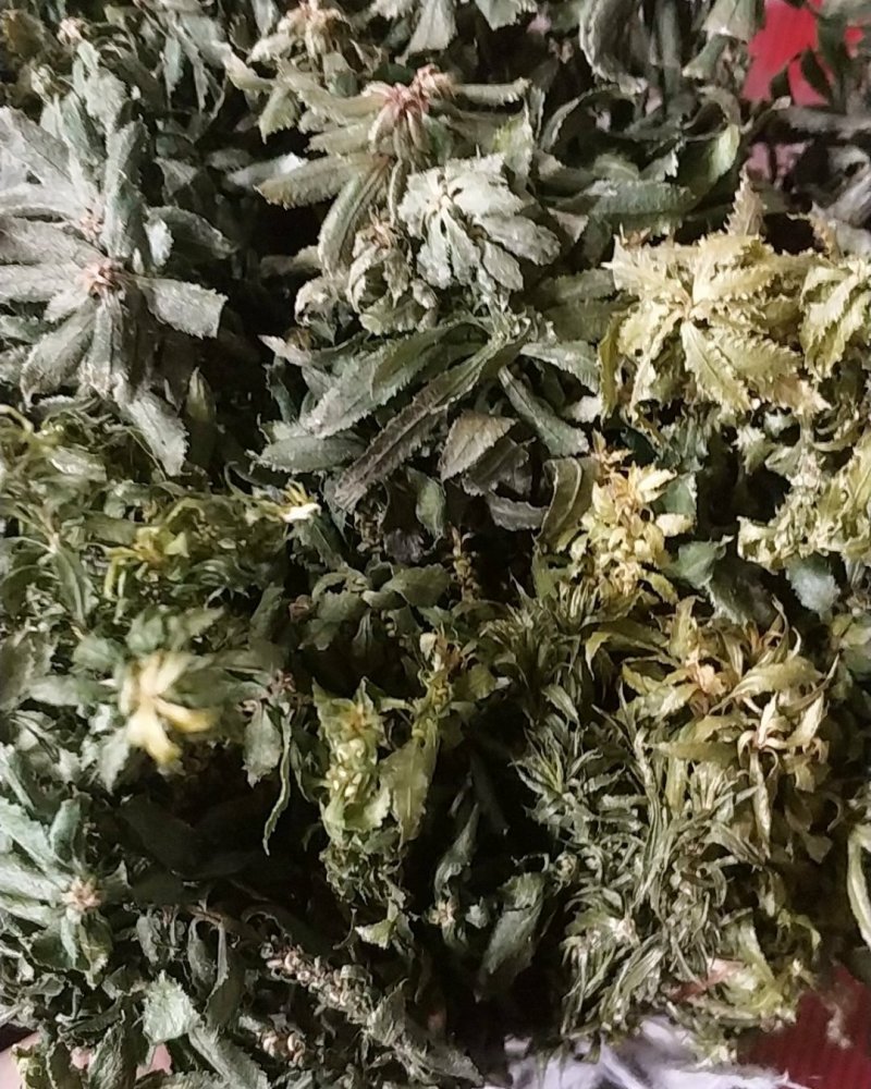 贵州野生中药材千层塔金不换虱子草宝塔花