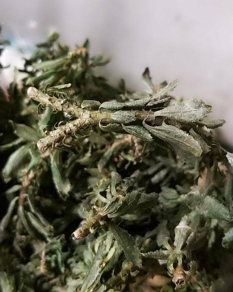 贵州野生中药材千层塔金不换虱子草宝塔花