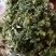 贵州野生中药材千层塔金不换虱子草宝塔花