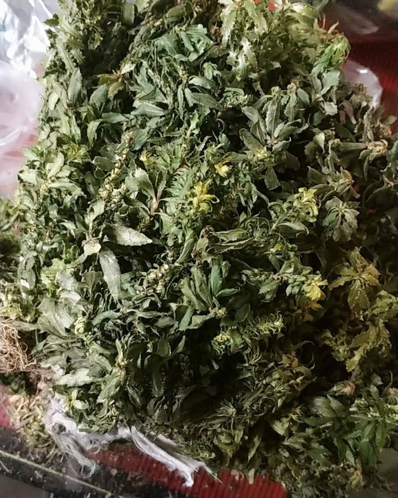 贵州野生中药材千层塔金不换虱子草宝塔花