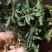 贵州野生中药材千层塔金不换虱子草宝塔花