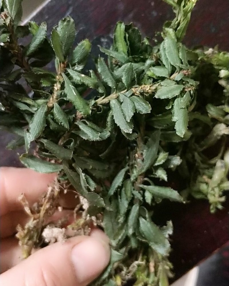 贵州野生中药材千层塔金不换虱子草宝塔花