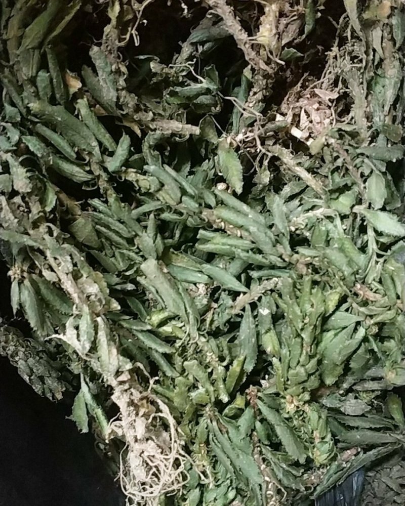 贵州野生中药材千层塔金不换虱子草宝塔花