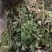 贵州野生中药材千层塔金不换虱子草宝塔花