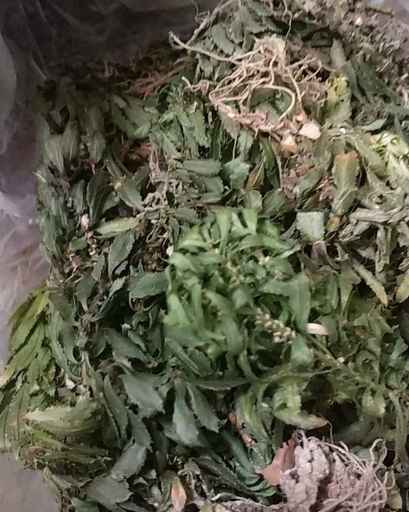 贵州野生中药材千层塔金不换虱子草宝塔花