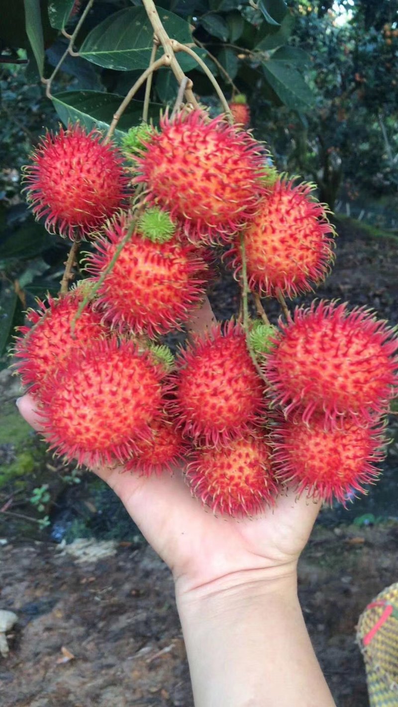 红毛丹苗越南红毛丹果苗进口苗带图包邮