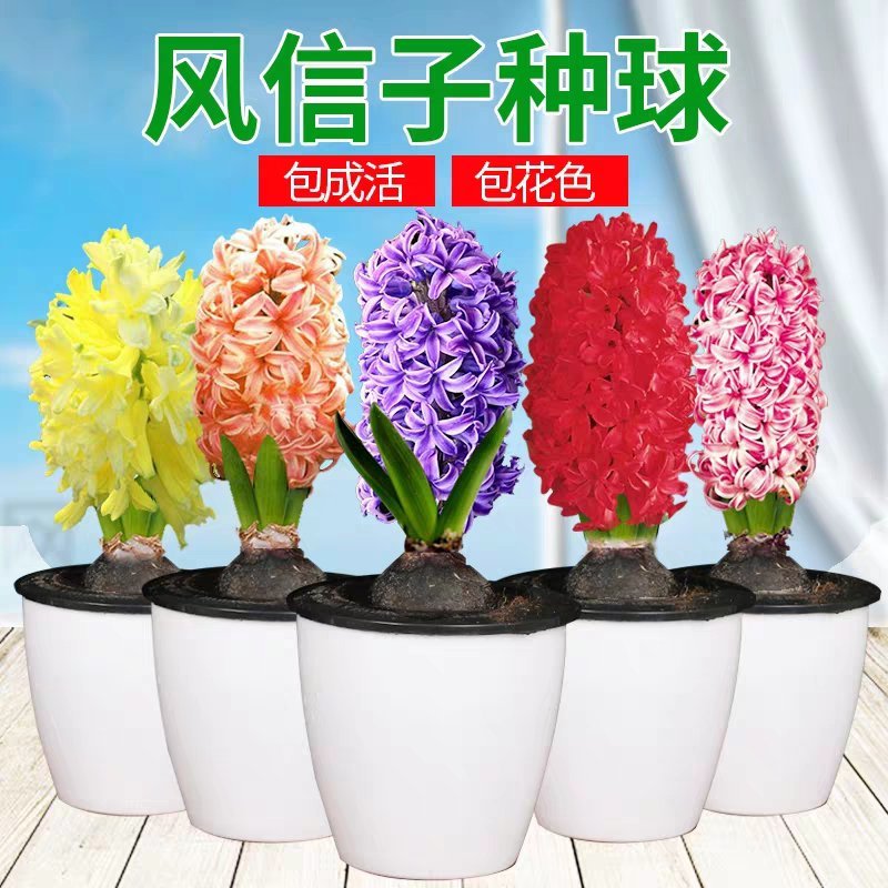风信子种球颜色多包开花