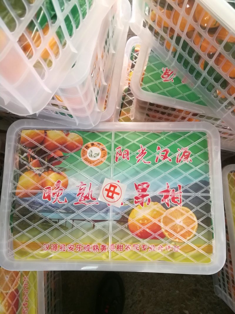 汉源石棉黄果柑新鲜采摘洗选打蜡一条龙服务可视频看货