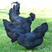 五黑鸡苗，提供技术指导，包活禽运达，包做好疫苗