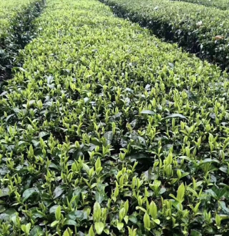 湖北恩施富硒玉露茶