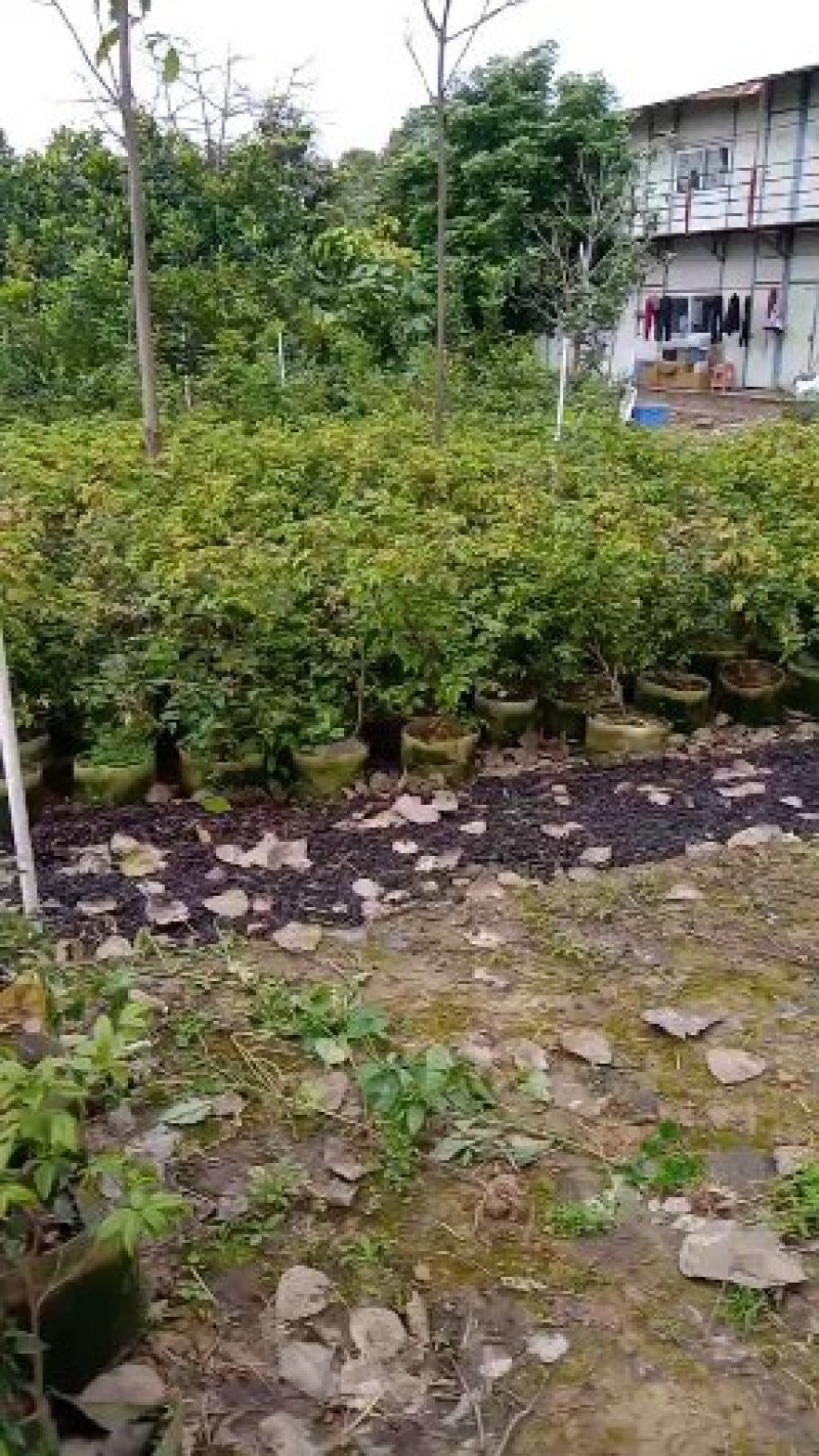 大果巴西樱桃苗黑玫瑰樱桃苗庭院盆栽水果苗