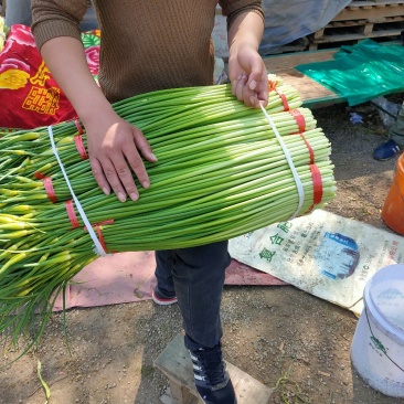 蒜薹