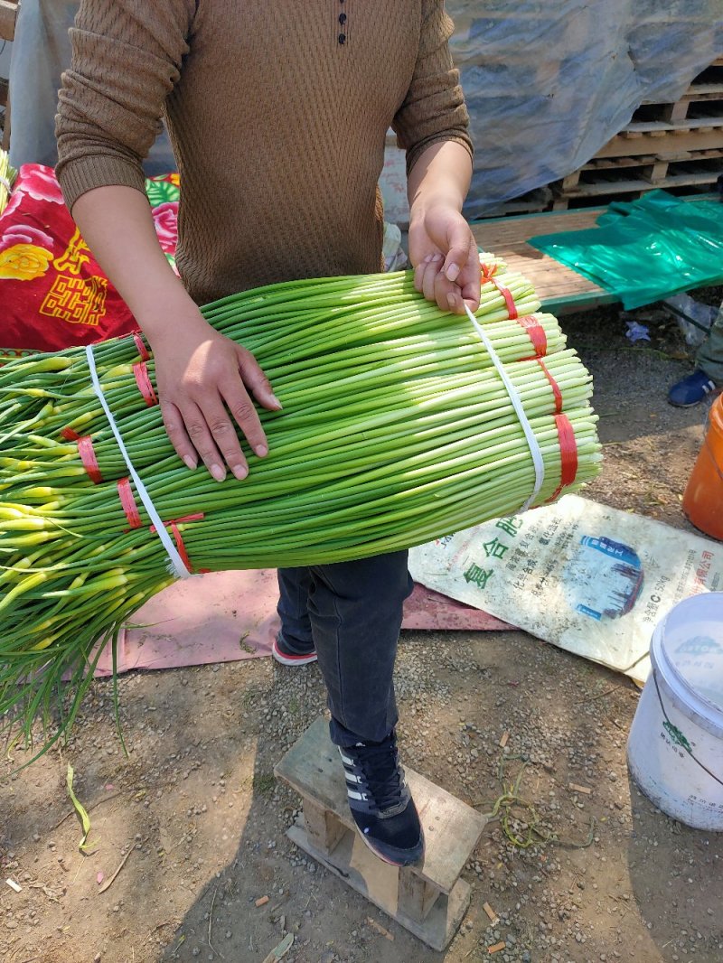 蒜薹