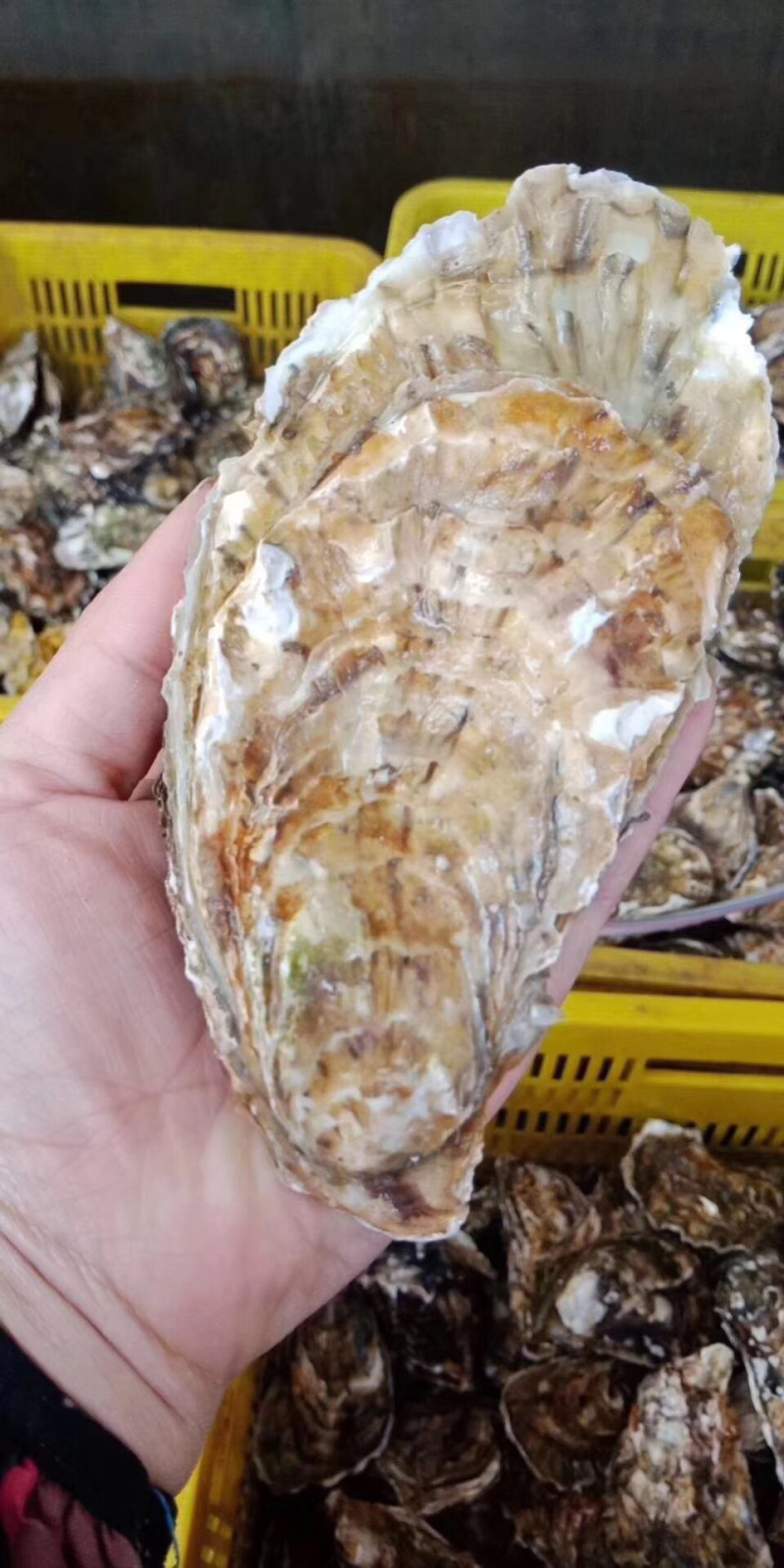 乳山牡蛎批发商，支持平台交易，一件代，发产地直供