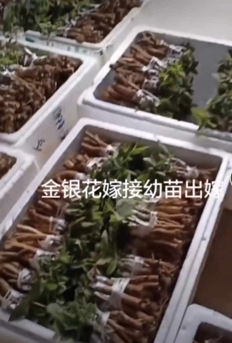 湘蕾五号花王寸苗（可视频发）（白头苗）