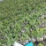 湘蕾五号花王寸苗（可视频发）（白头苗）