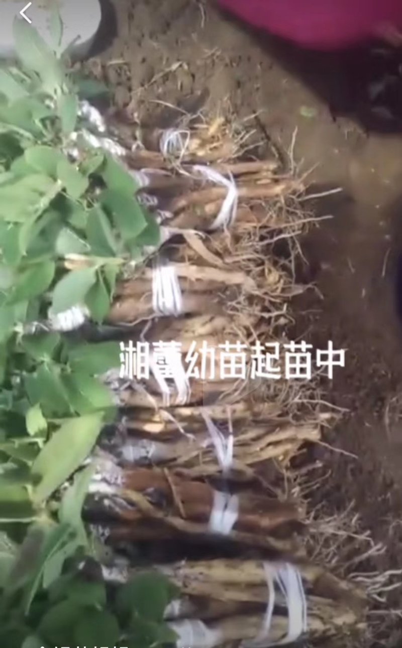 湘蕾五号花王寸苗（可视频发）（白头苗）