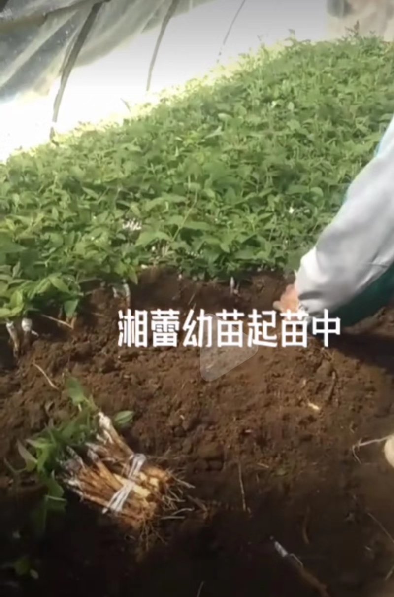 湘蕾五号花王寸苗（可视频发）（白头苗）