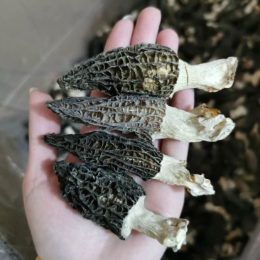 头茬羊肚菌干货500g特级羊肚菌菇